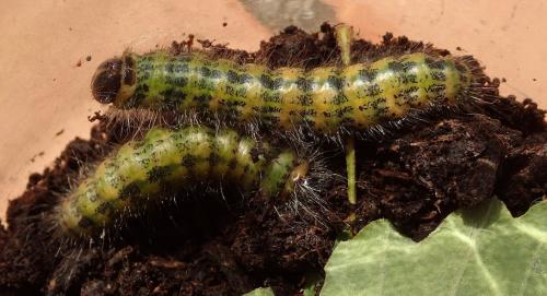 Réf. 214 023 : Phalera bucephala